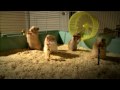 Drench Clever Hamsters Christmas song - Official