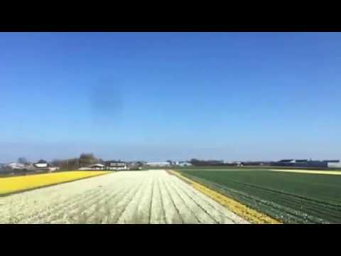 Dutch train ride - tulips