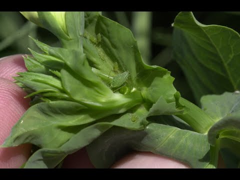 186. Feldexkursion: Aktuelle Situation in den Erbsen - NU Agrar, 26.05.2021