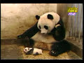 熊猫打喷嚏，笑死人了 。嘻嘻