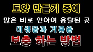 [텃밭농부. 1,236]  마늘밭 토양에 용탈로 인한 액비 추가하는 방법. #마늘재배