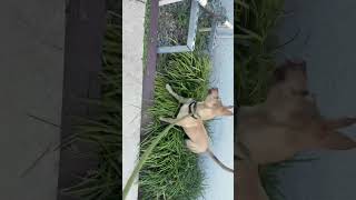 Video preview image #1 Toy Rat Doxie Puppy For Sale in Sanford, FL, USA