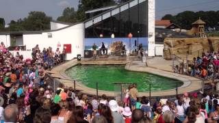 preview picture of video 'ZSL Whipsnade Zoo Sea Lion Show August 2013'