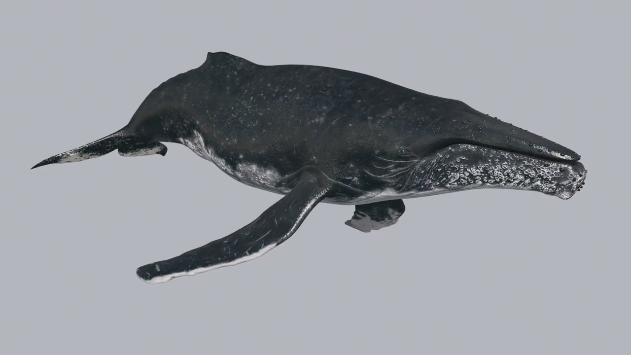 Accurate Humpback Whale 8K - 3d animated 3D Model