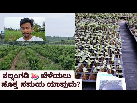 Best time for watermelon 🍉 plantation | watermelon plantation in kannada | #krishiannadata