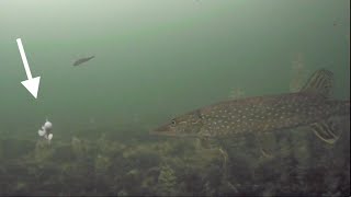 Ice Fishing a TUBE BAIT for Northern Pike