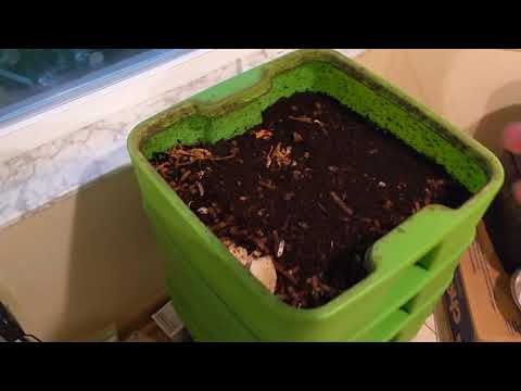 Hot Frog Living Composter Year 1 Day 87 - Small Watermelon Feeding -  Vermicomposting