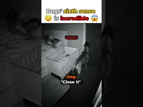 This Dog's Sixth Sense Is INCREDIBLE 🥹🐶