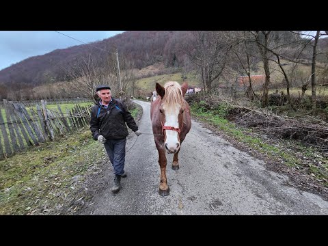 Caii superbi și viața în Runcu Mare, Ținutul Pădurenilor