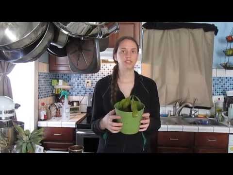 download lagu mp3 mp4 Indoor Mango Tree, download lagu Indoor Mango Tree gratis, unduh video klip Indoor Mango Tree