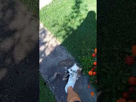 Hameed The Explorer #shorts #viral  #trending #cats #new #explore #mustwatch #watchnow