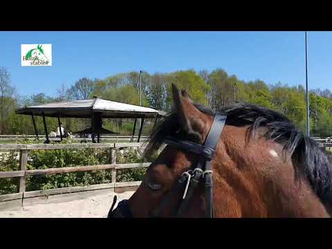 Holzik Stables coronavlog #10