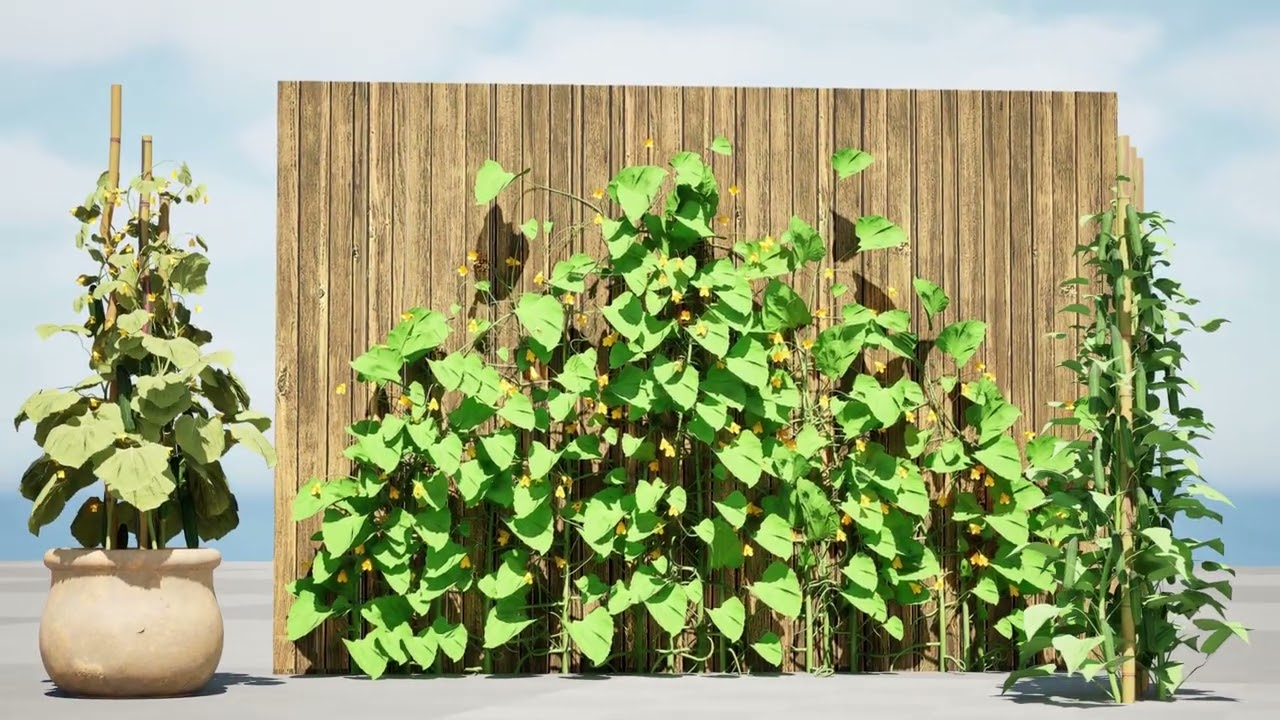 Bundel Tanaman Mentimun Model 3D