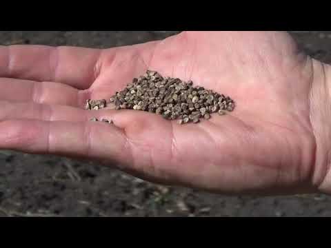 Malve aussäen by Arche Denys