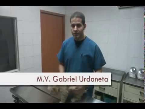 Moquillo en perros: síntomas, transmisión y tratatamiento