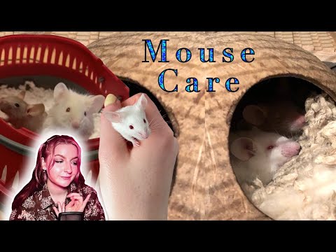 COMPLETE GUIDE to MOUSE CARE - Cage, Food, Toys - How to take care of fancy mice