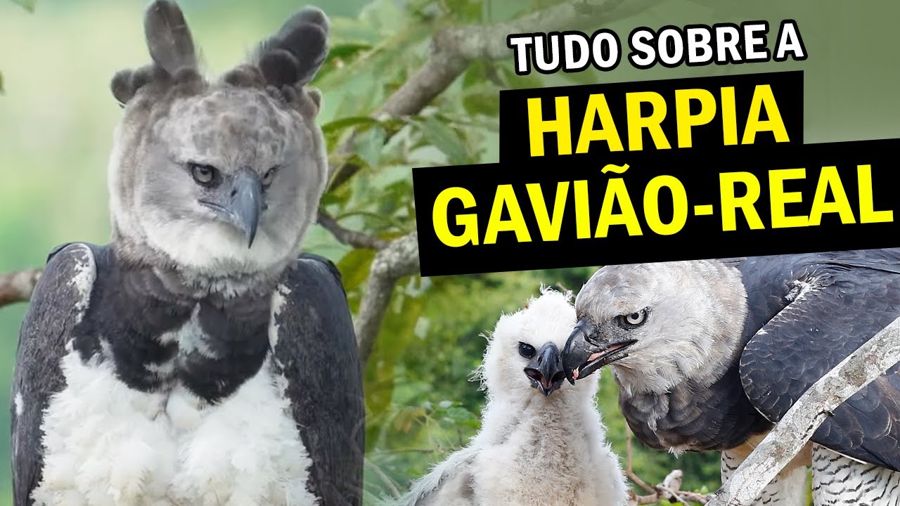 HARPIA OU GAVIÃO REAL: A MAIS PODEROSA ÁGUIA DO MUNDO, Comportamentos e Curiosidades | Planeta Aves
