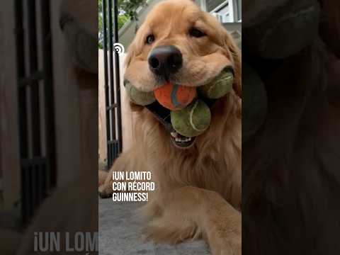 ¡Seis pelotas, una sola boca y un récord mundial! 🐶🎾