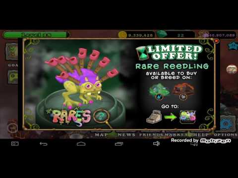 Rare Reedling Breeding Time
