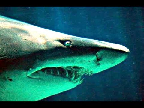 Amazing Animals at New England Aquarium, Boston