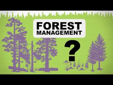 Forest Management