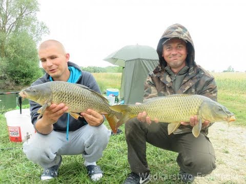 Łowienie płoci feederem. Karpie, wzdręgi i mega klimat w gościach,