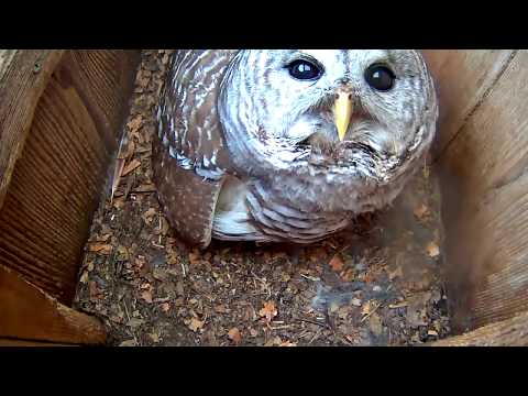 See Eye To Eye With The Female Barred Owl – April 3, 2020