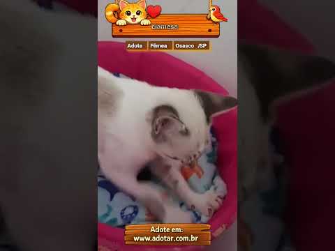 Vídeo de ciamesa