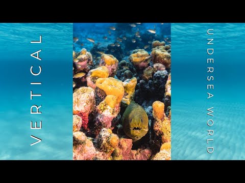 Vertical Undersea World | Caribbean Sea | a 1-hour Undersea Film in 4K, recorded in 8K