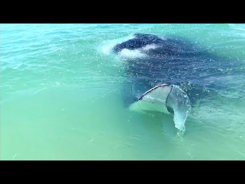 Encounter with a Huge Manta Ray!