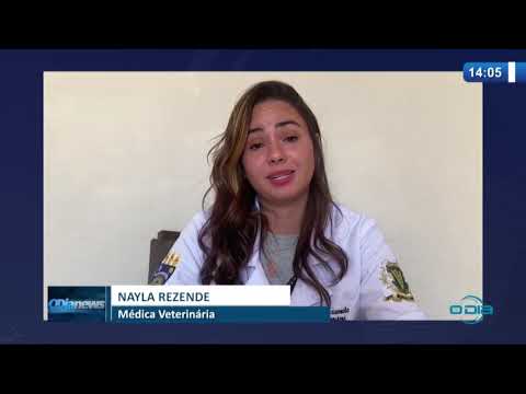 O DIA NEWS 06 04 20  CaÌƒes saÌƒo treinados para detectar pessoas com Covid-19