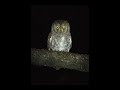 Calls Of The Oriental Scops Owl Otus Sunia