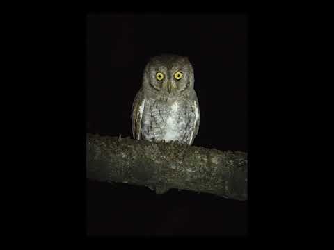 Calls of the Oriental Scops Owl (Otus sunia)