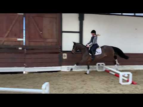 CATOKI'S LITTLE ONE 3j. v. Catoki - Balou du Rouet VB 12.000,- Euro