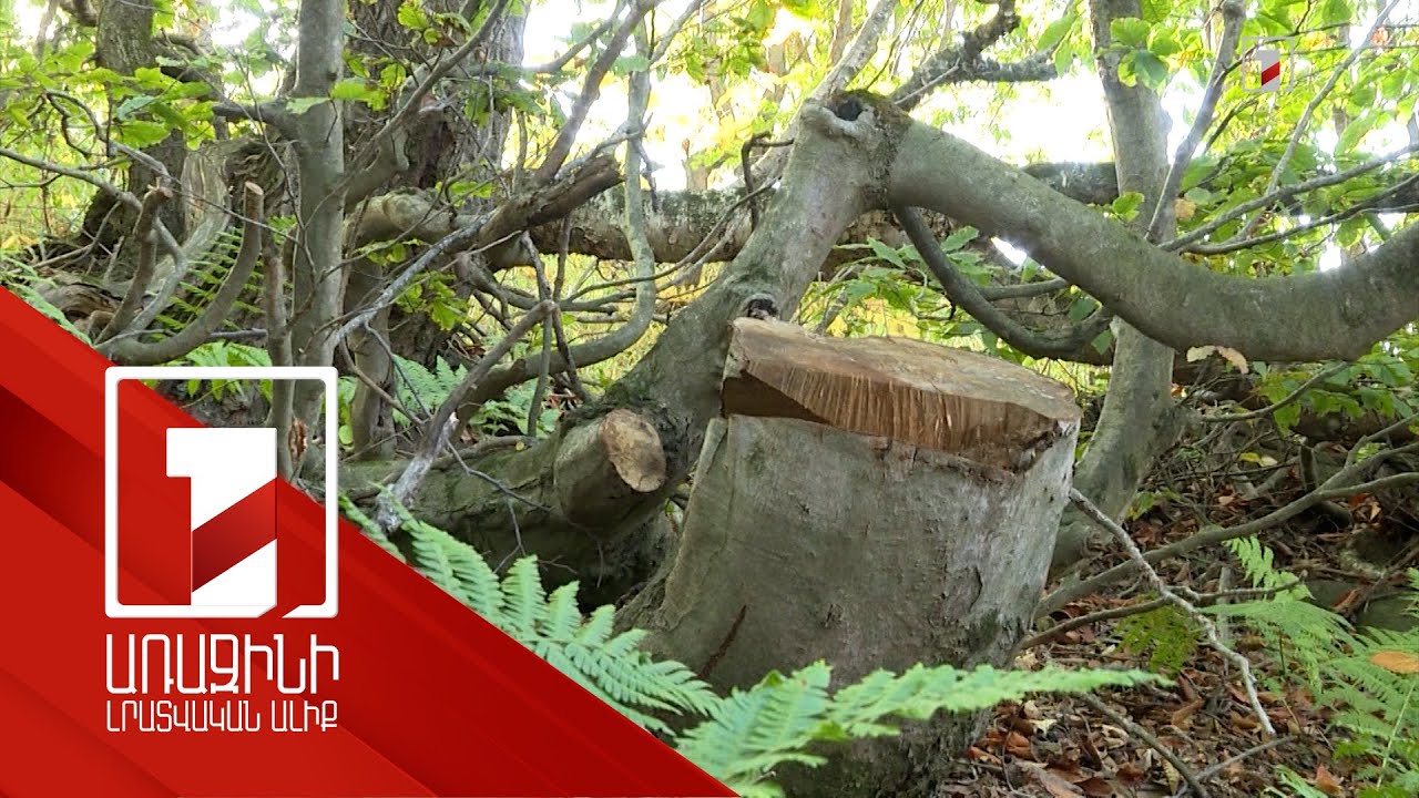 Հայաստանում ապօրինի ծառահատումների թիվը նախորդ տարվա համեմատ ավելացել է