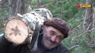 Toroslarda  sık olan Çam  Ağaçları  kesilerek Seyreltiliyor.