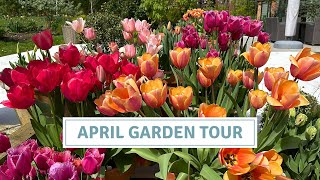 April Garden Tour Including Tulip Tour and The BEST Flowering Cherry // Cottoverdi