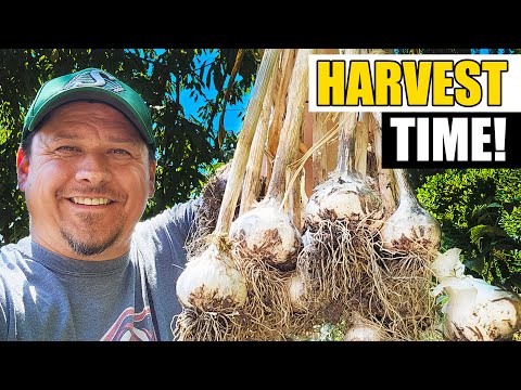 Harvesting Your Garlic The Definitive Guide For Beginners