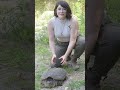 What To Do If You Find A Snapping Turtle On The Road Shorts