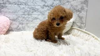 トイプードルの動画01