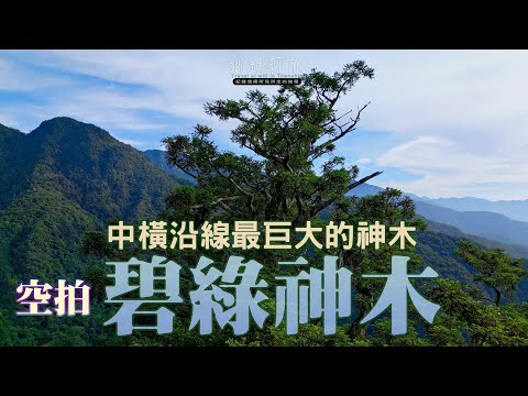 碧綠神木