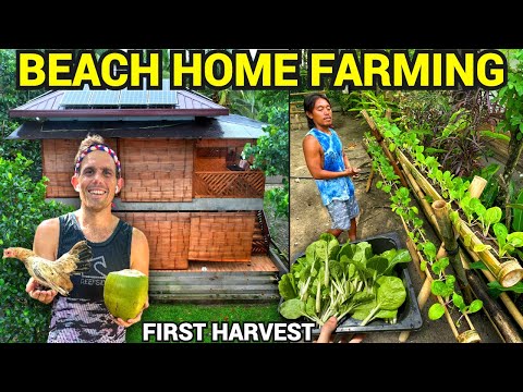 PHILIPPINES BEACH HOUSE FARMING - First Vegetable Harvest (Becoming Filipino)