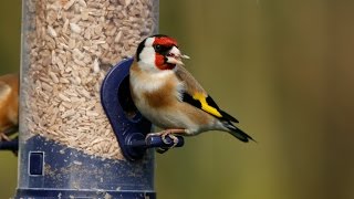 How to Attract Birds to Your Garden-Tutorial