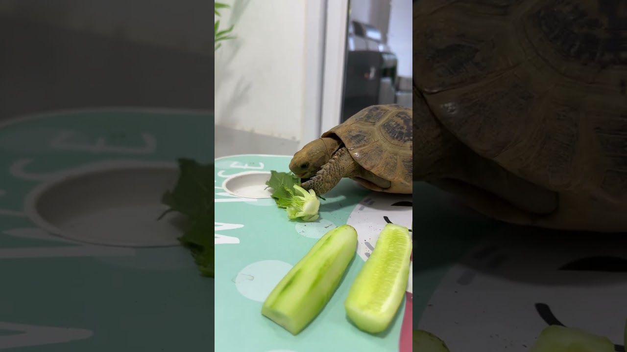 Tortoise eating cucumber 14 #foryou #foryou