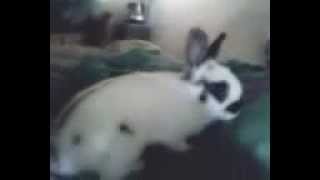 Dwarf Bunny Lulu waking up Mommy and Daddy ;)