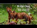 Wild Dog Indea In Hindi Full Documentary