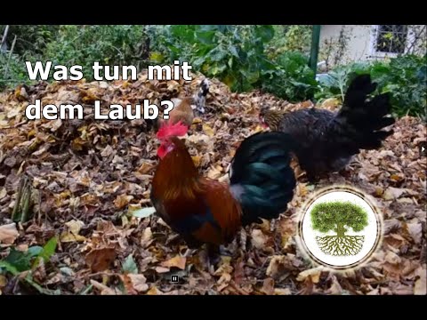 Laub im Herbst? - Perfekter Mulch für Beete!