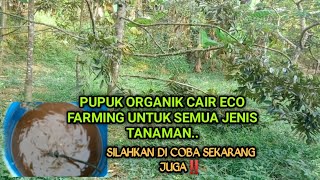 Download lagu Pupuk Organik Cair Eco Farming Sangat Cocok Untuk Pohon Durian mp3 Download lagu Pupuk Organik Cair Eco Farming Sangat Cocok Untuk Pohon Durian mp3