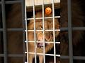 Lion Attack Tigerspotted Wildcats Wildliferescue Bigcats Angrytiger Lion Largecats
