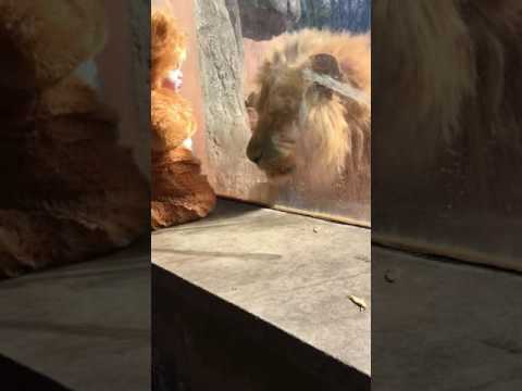 Lion Baby Meets His Namesake